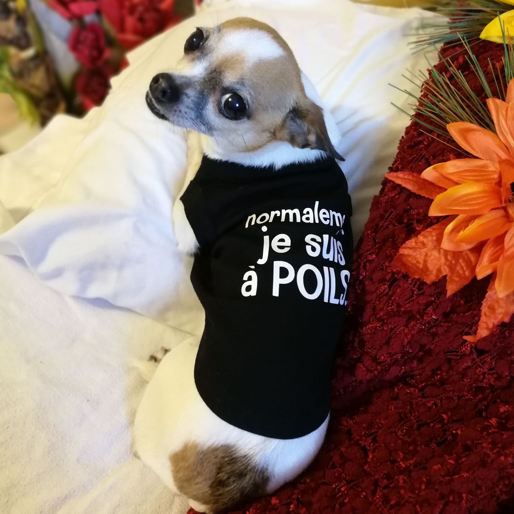 Faire un tee shirt pour fashion chien